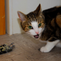 dsc0159.jpg