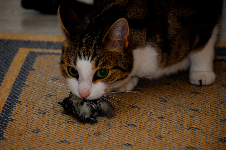 Leslies Vogel