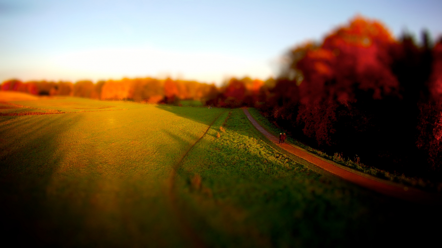 Miniaturflugwiese